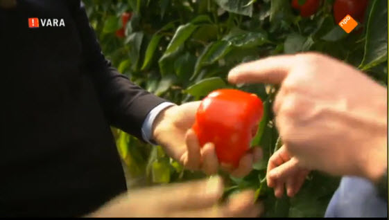 Paprika, sinds kort particulier eigendom van Syngenta.