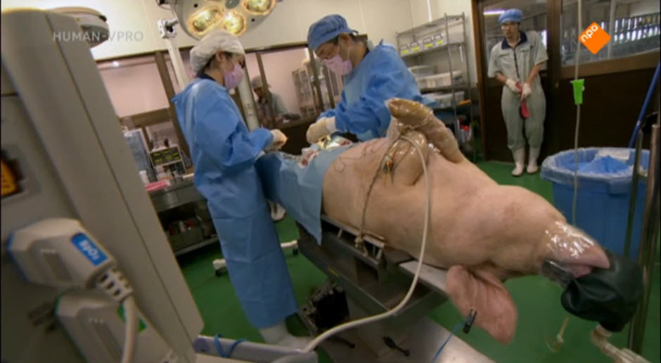Japanners experimenteren met de kweek van menselijke organen in varkens.